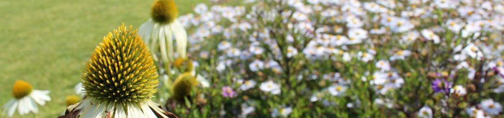 Echinacea purpurea 'Alba'
